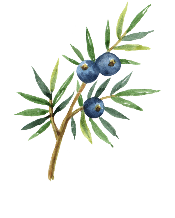 Gin